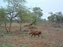 KrugerPark18.jpg