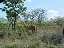 KrugerPark7.jpg