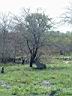 KrugerPark8.jpg