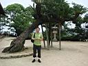 Miyajima38.jpg