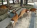 Miyajima53.jpg
