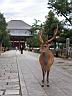 Nara34.jpg